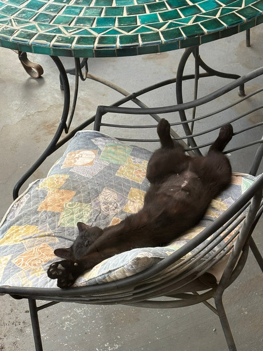飼い猫となってしまったクロコの話